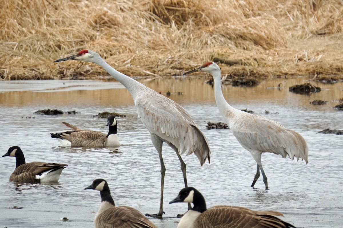 Sandhill Crane - ML194126621