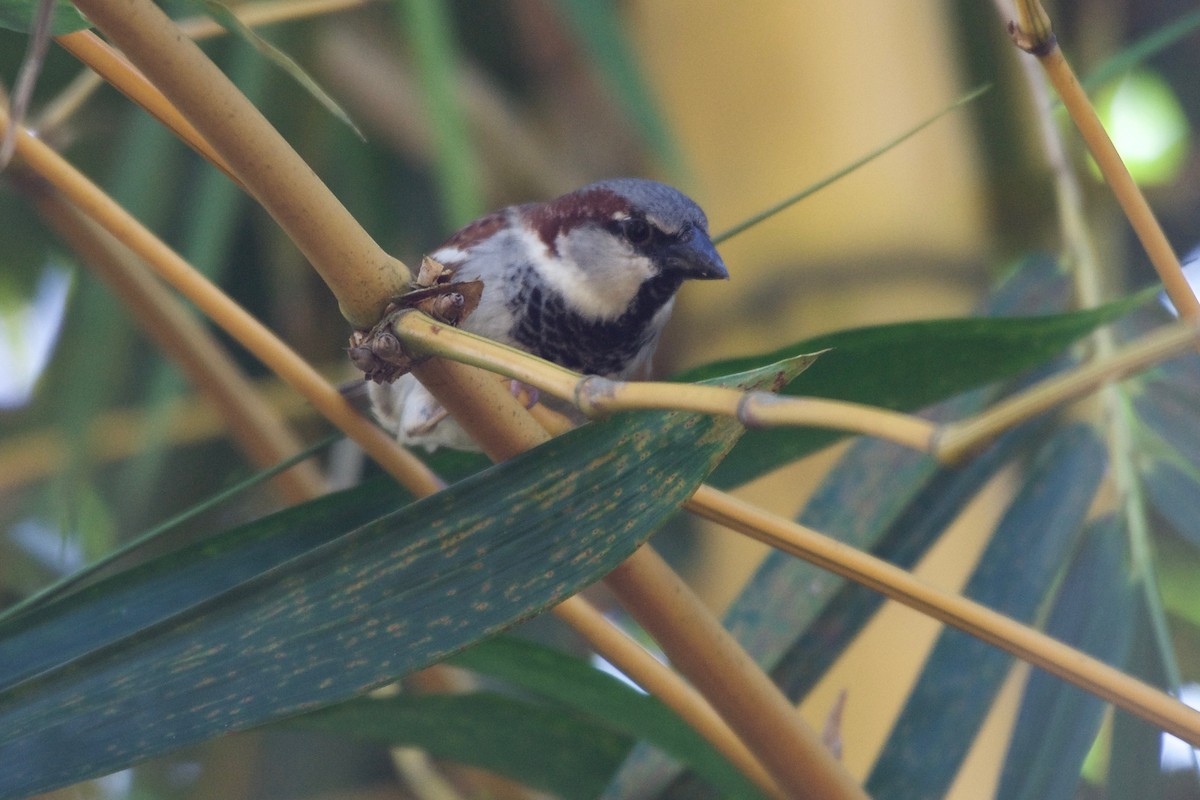 House Sparrow - ML194128031