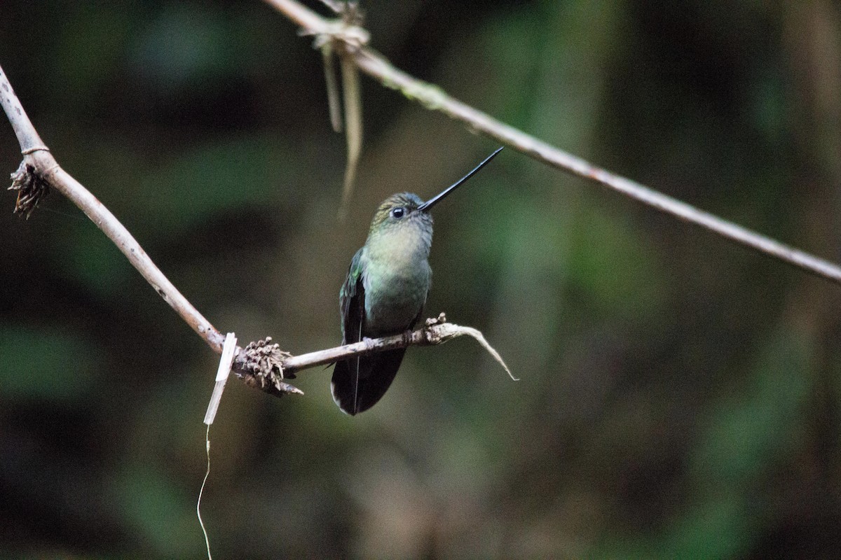 Green-fronted Lancebill - ML194128731