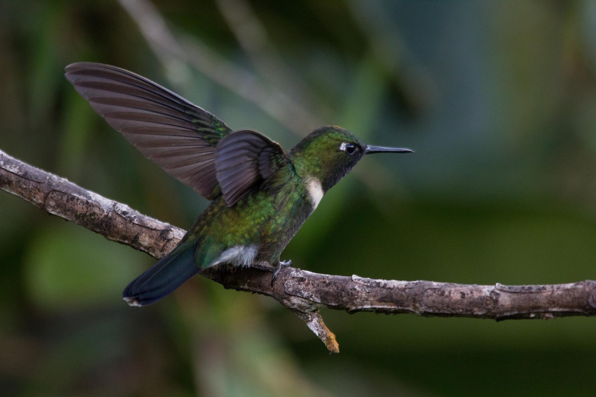 Amethyst-throated Sunangel - kenneth reyes