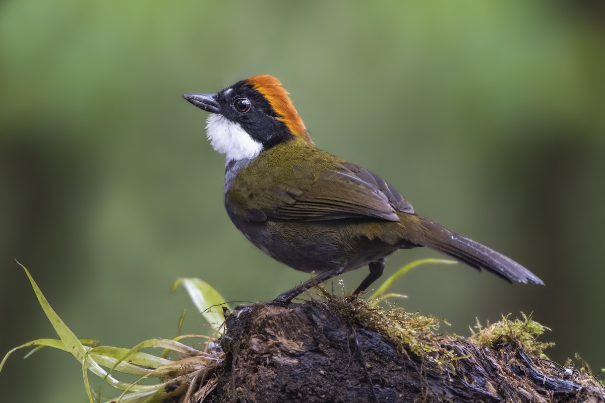 Chestnut-capped Brushfinch - Jeff Maw
