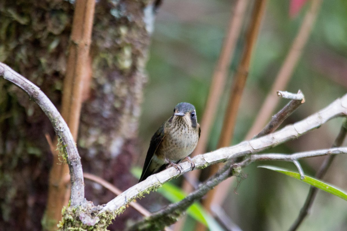 Speckled Hummingbird - ML194128871