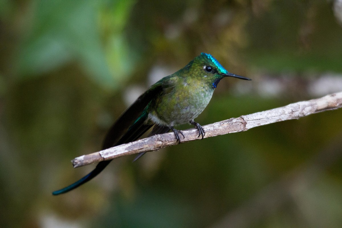 Long-tailed Sylph - kenneth reyes