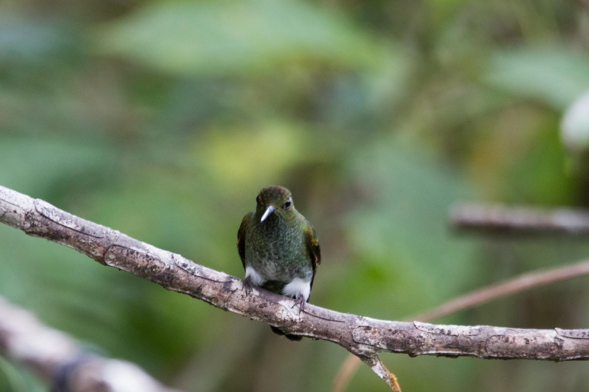 Greenish Puffleg - ML194129041