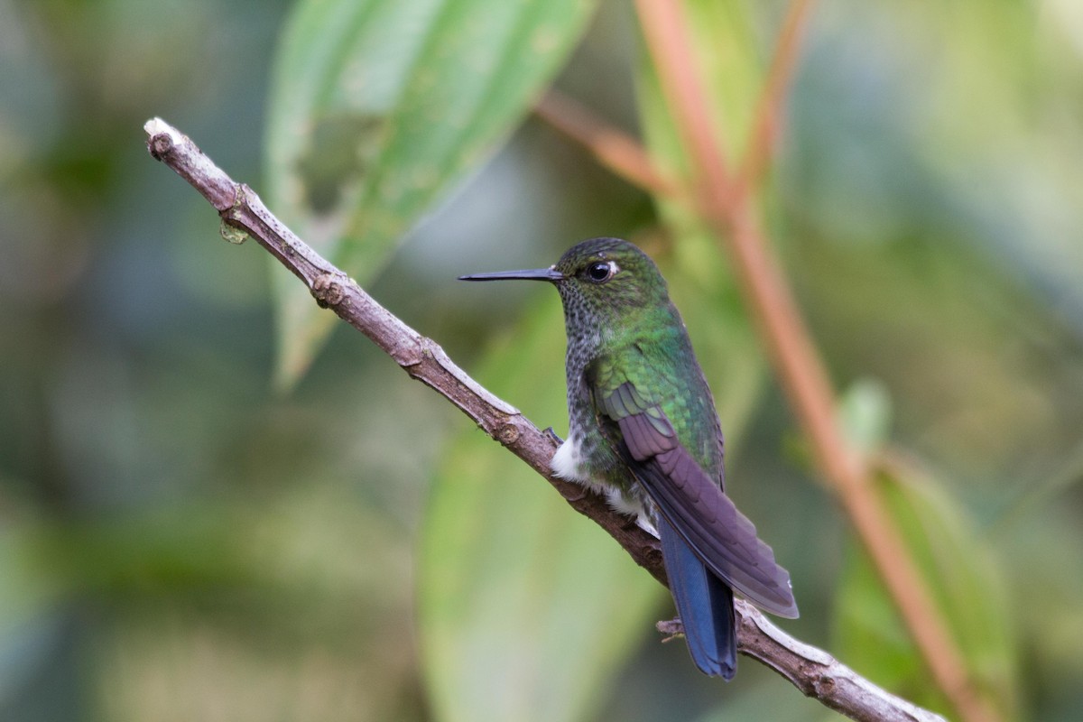 Greenish Puffleg - ML194129061