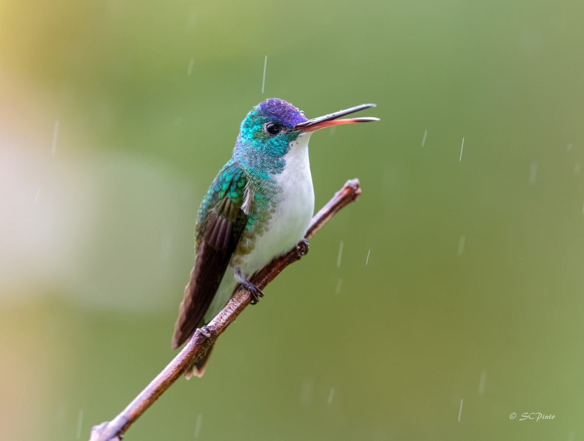 Andean Emerald - ML194129271