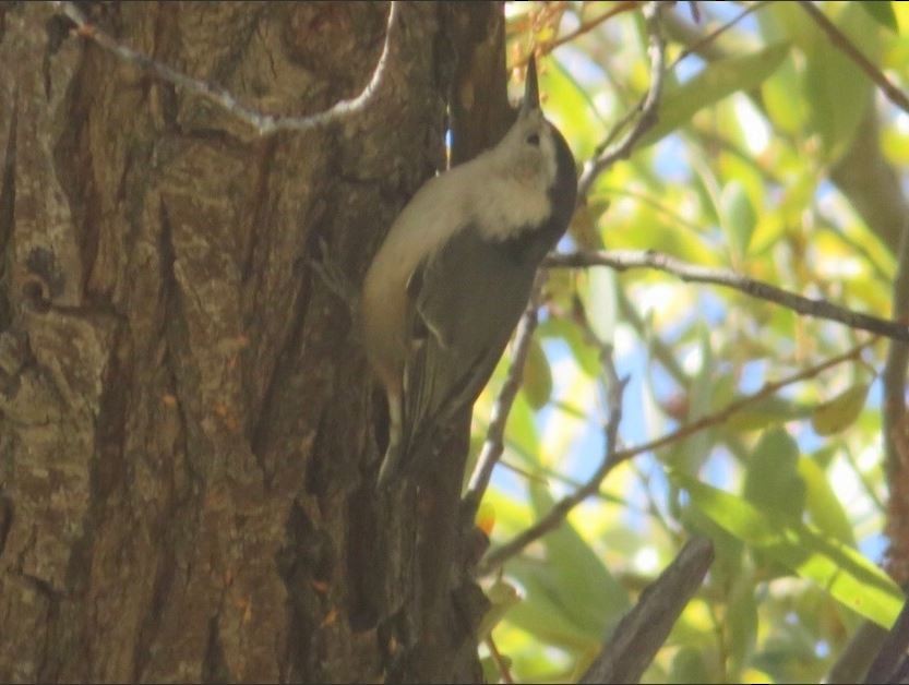 White-breasted Nuthatch - ML194129721