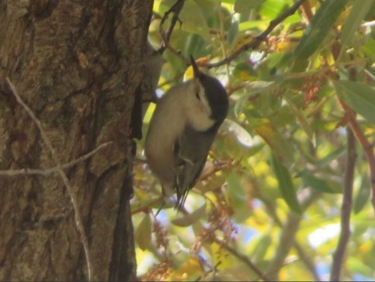 White-breasted Nuthatch - ML194129741