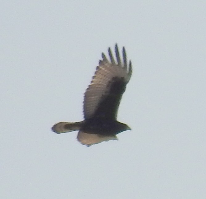 Zone-tailed Hawk - ML194130121
