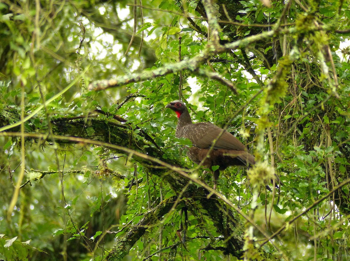 Red-faced Guan - ML194130661