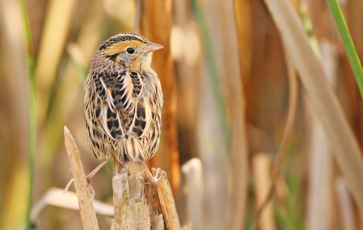 LeConte's Sparrow - ML194131701