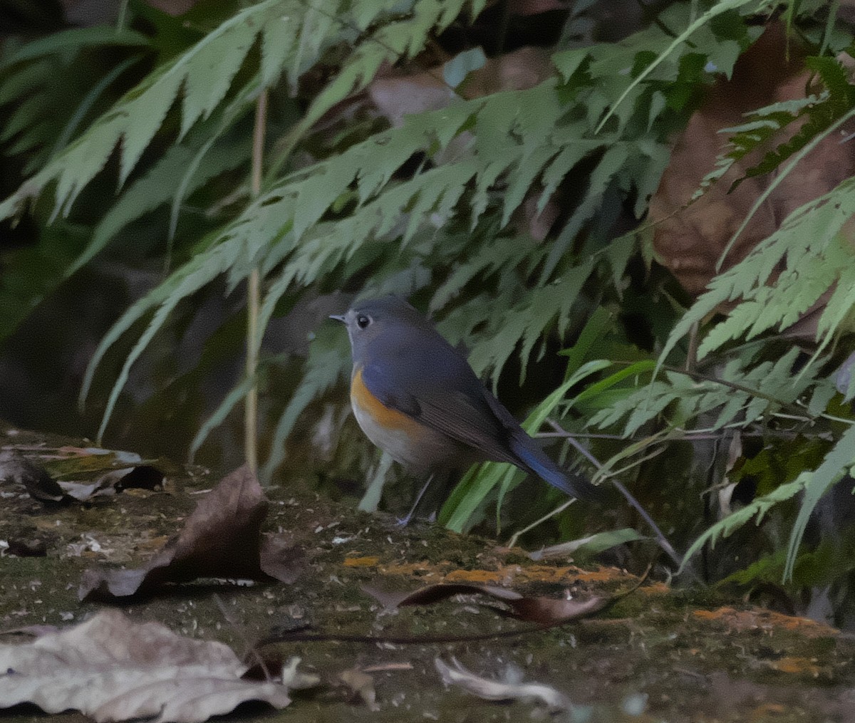 Red-flanked Bluetail - David Chang