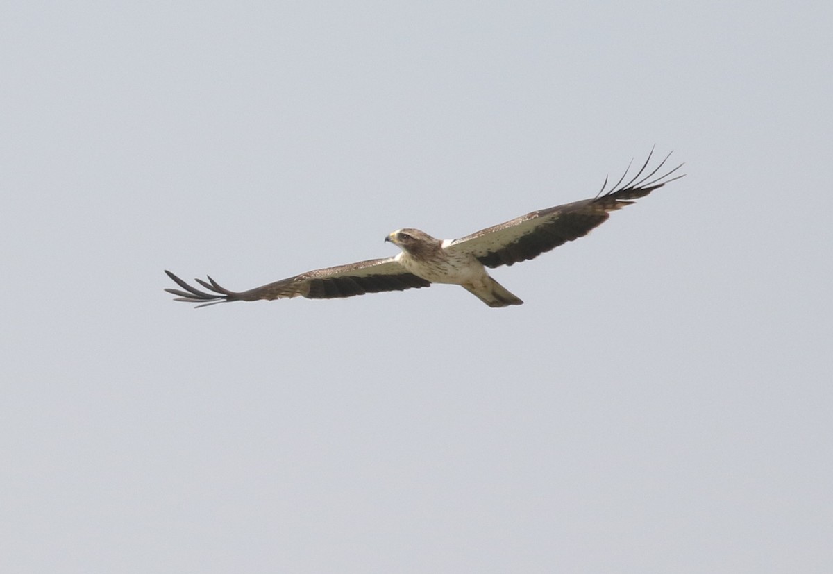 Booted Eagle - ML194132901