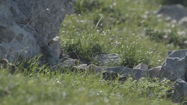 Rock Ptarmigan - ML194134591