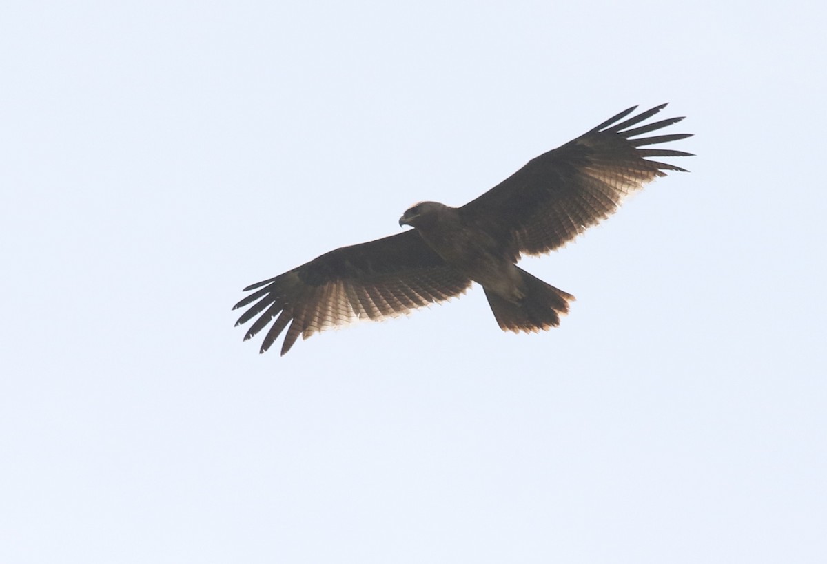 Águila India - ML194135261