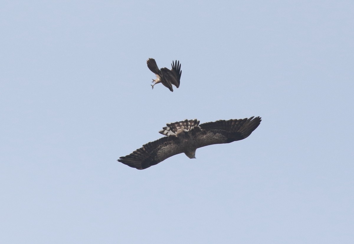 Short-toed Snake-Eagle - ML194135271