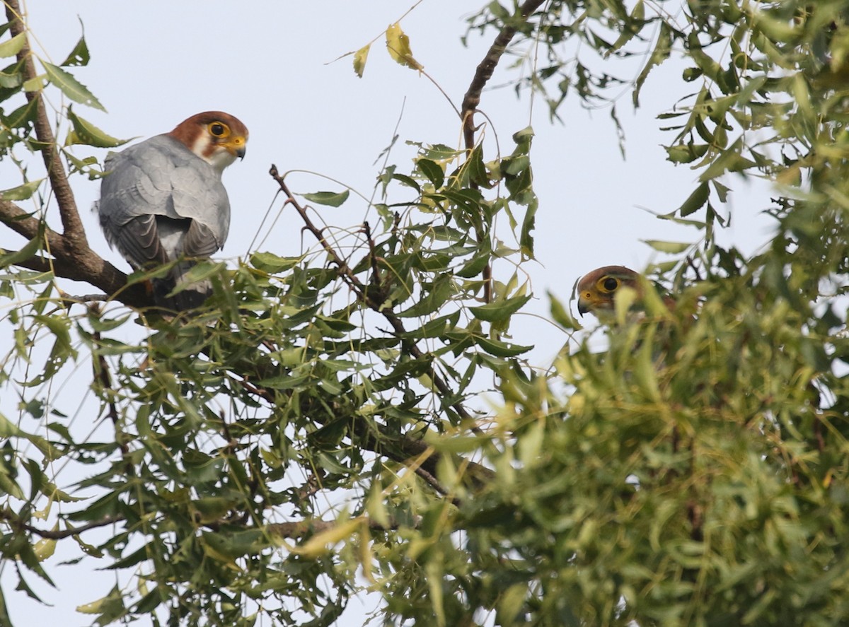 Red-necked Falcon - ML194135691