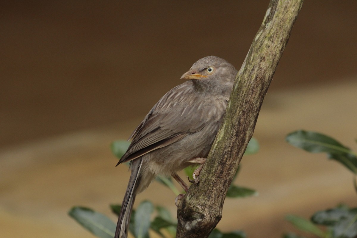 Jungle Babbler - ML194135871