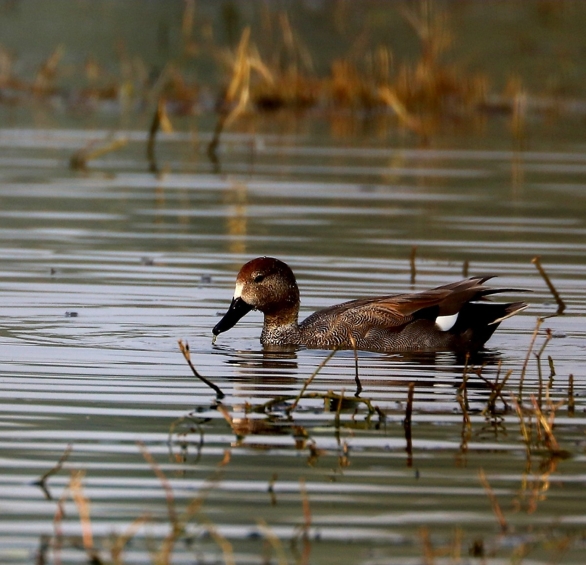 Gadwall - ML194136211