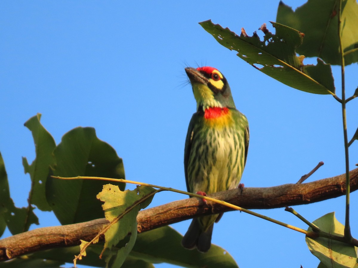 Coppersmith Barbet - ML194136401