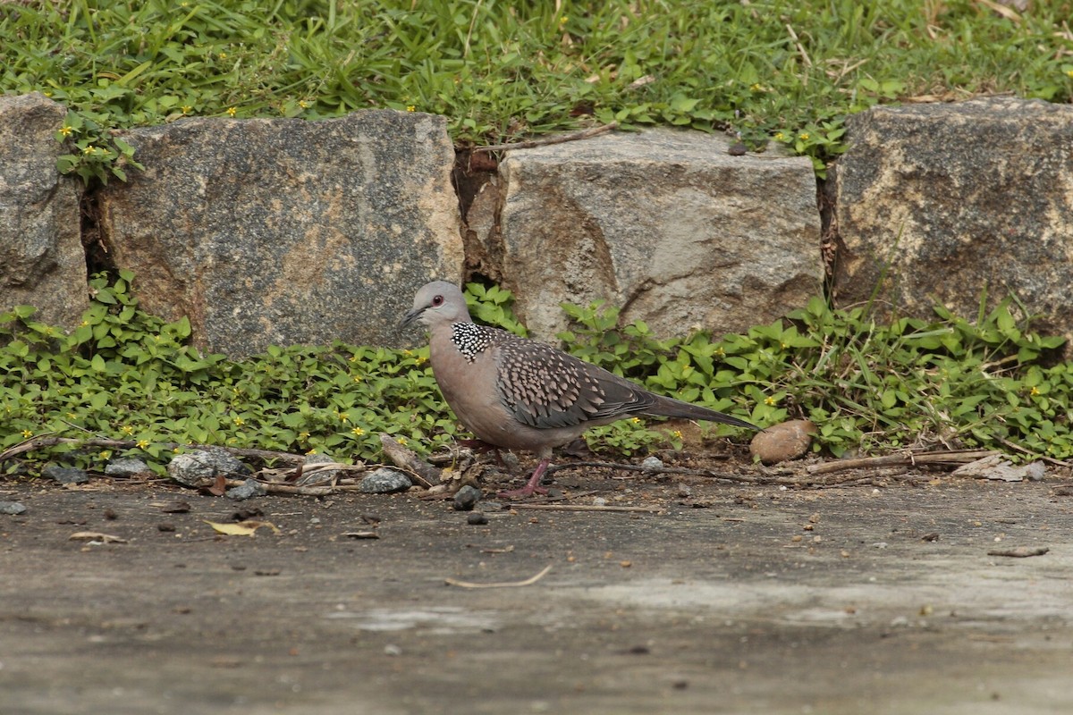 珠頸斑鳩 - ML194136491