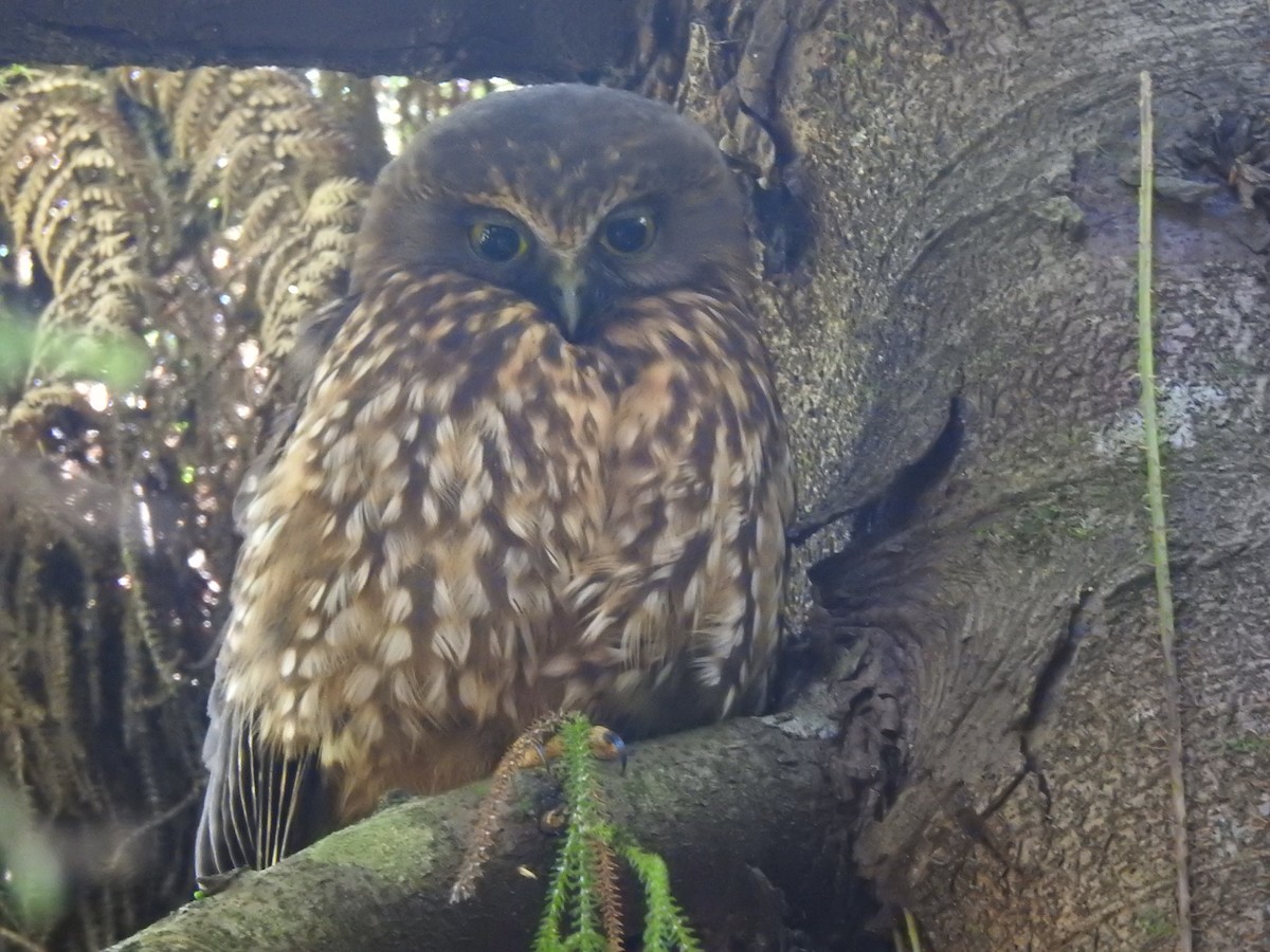 Morepork - Manfred Schleuning