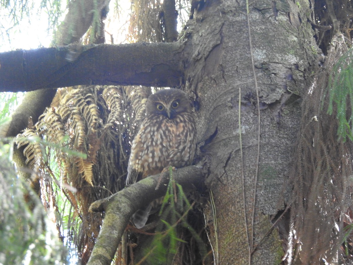 Morepork - Manfred Schleuning