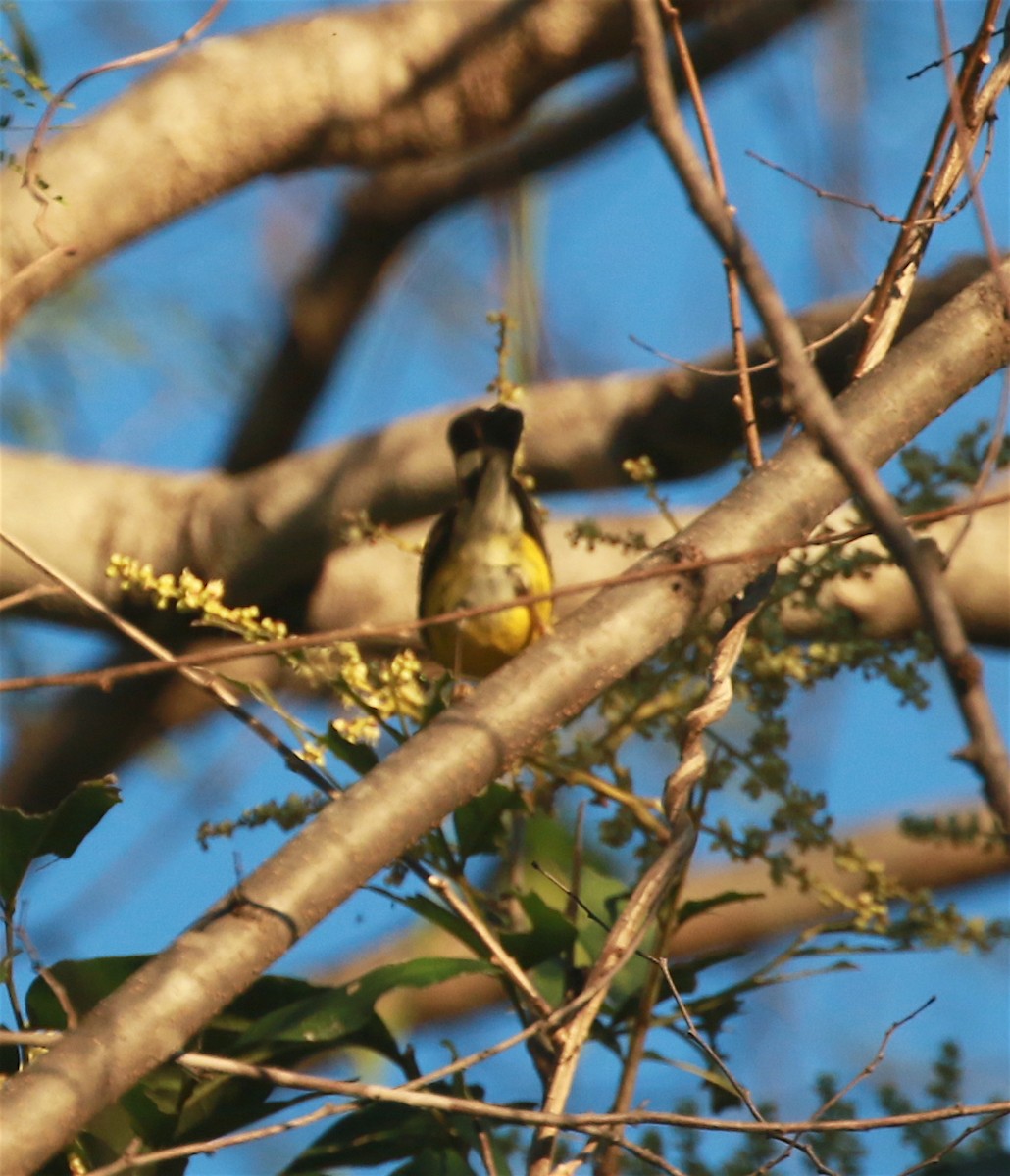 Magnolia Warbler - David Stejskal