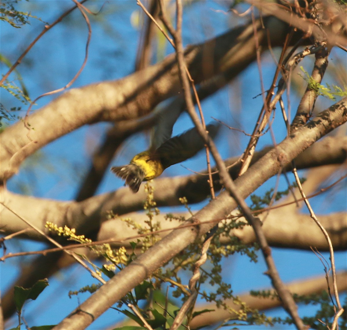 Magnolia Warbler - ML194141991