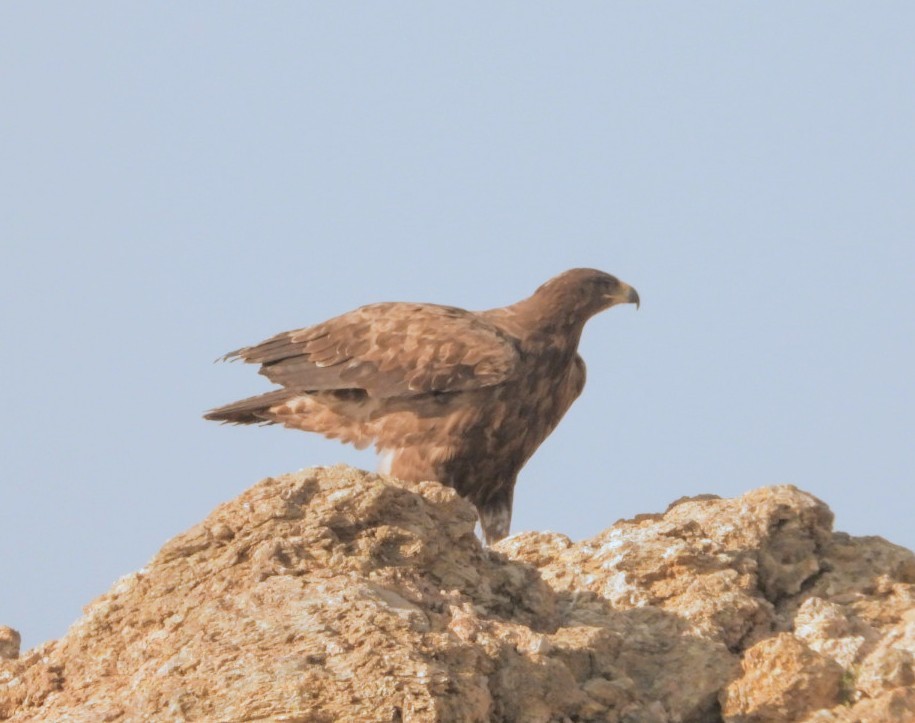 Steppe Eagle - Kalpesh Gaitonde