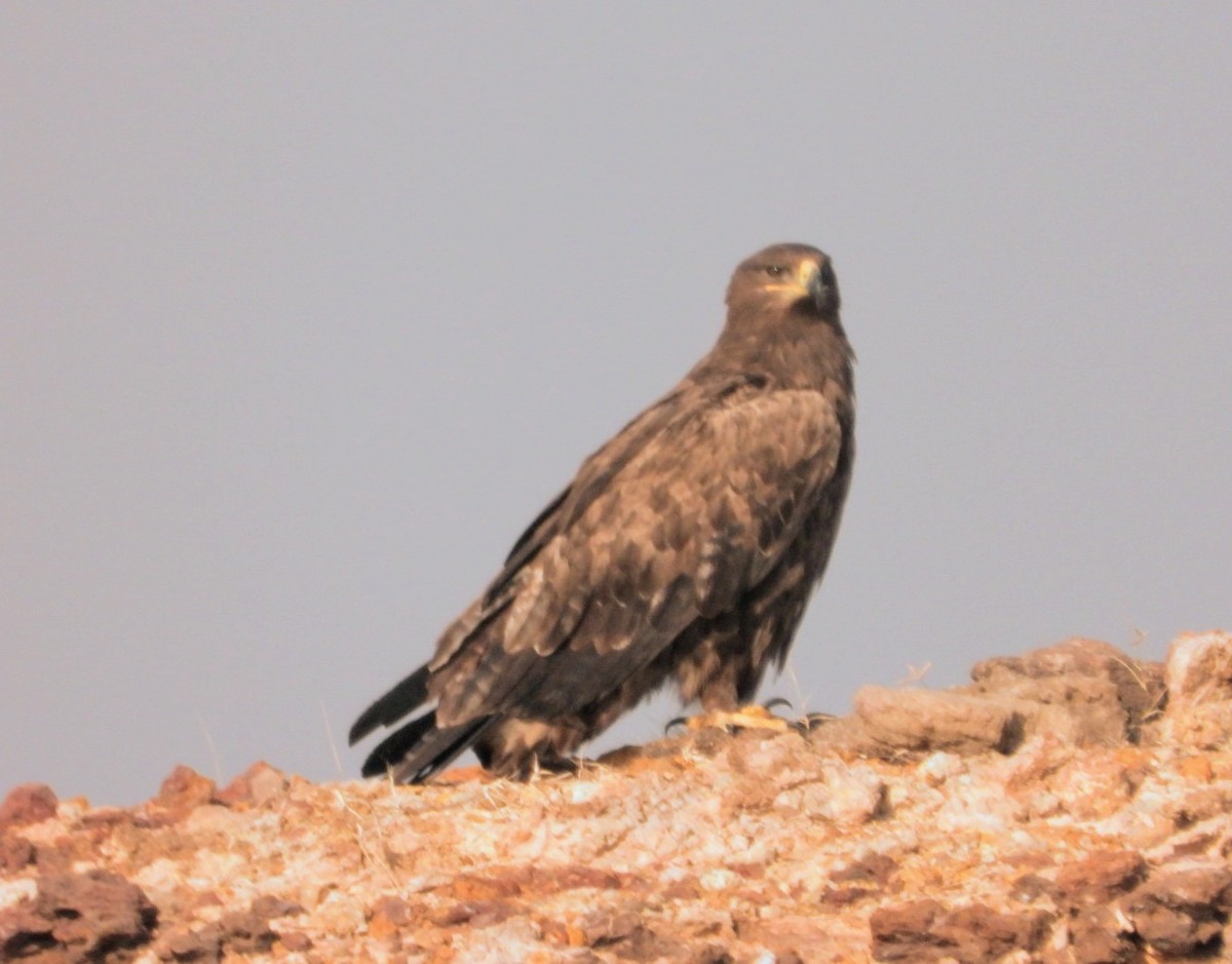 Steppe Eagle - Kalpesh Gaitonde