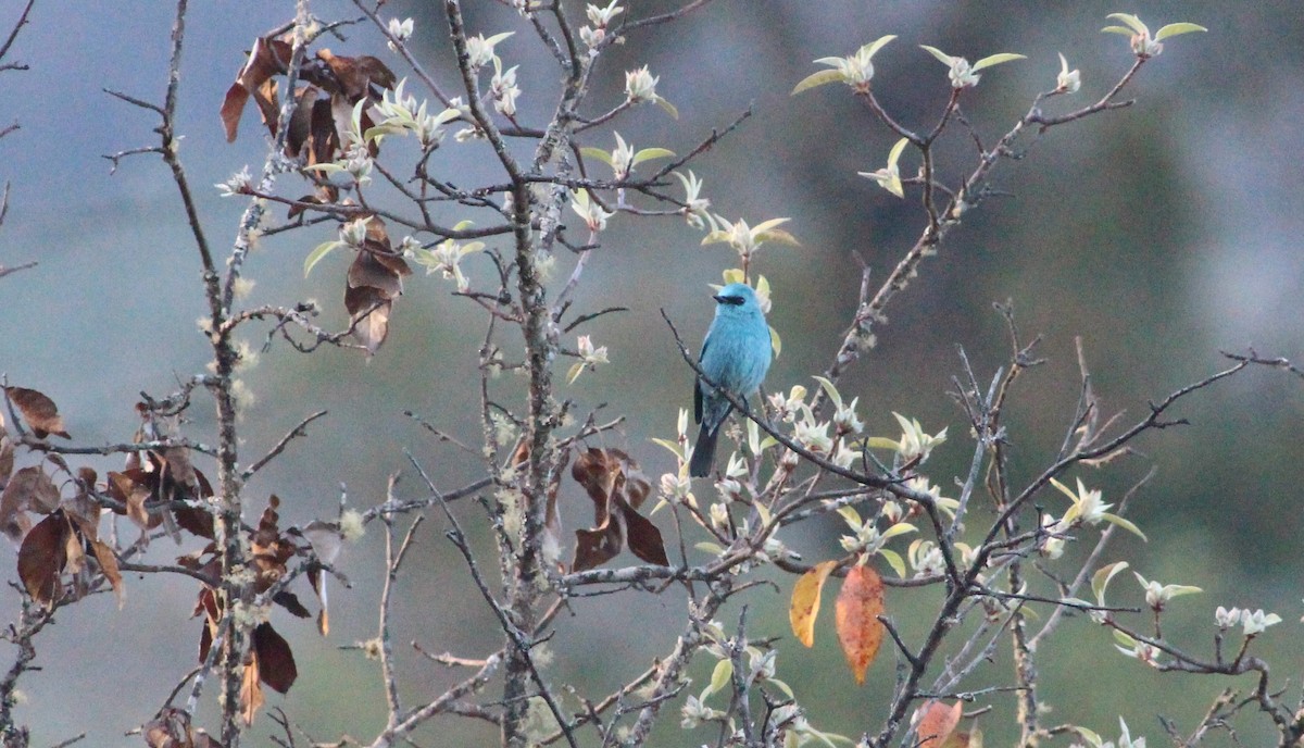 Verditer Flycatcher - ML194144041