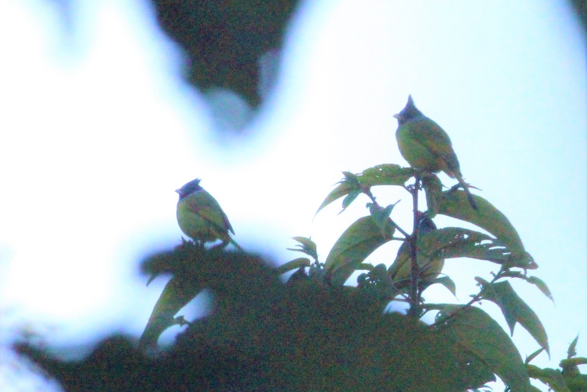 Crested Finchbill - ML194144181