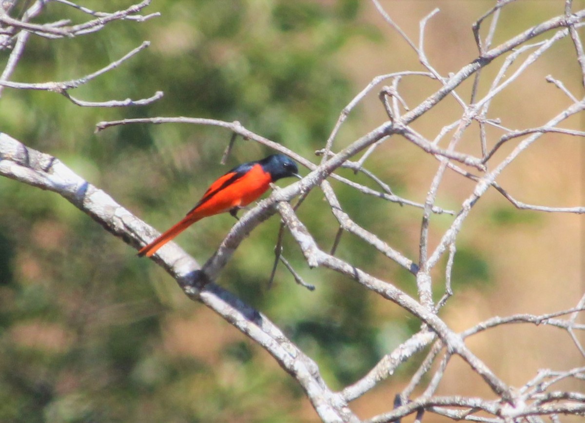 Long-tailed Minivet - ML194144461