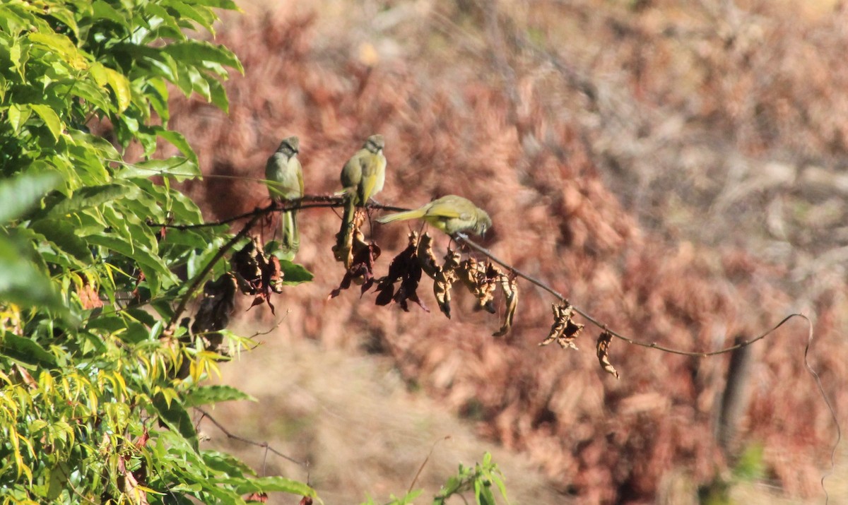 Flavescent Bulbul - ML194144601