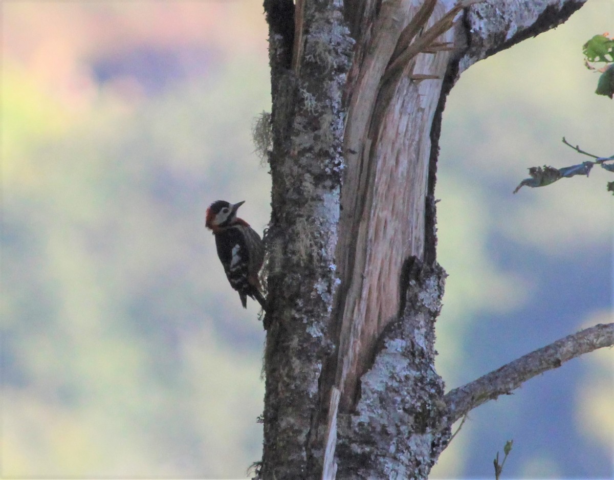 Crimson-naped Woodpecker - ML194144671