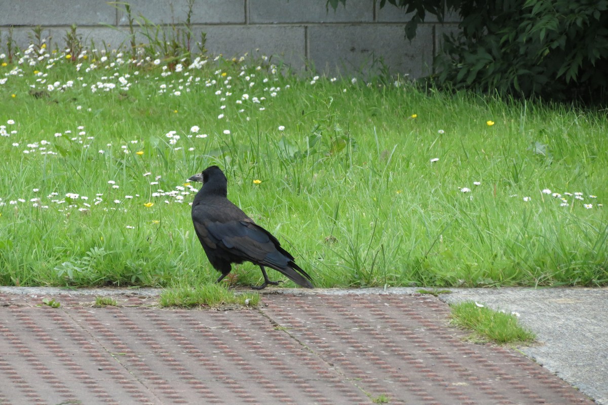 Rook - ML194144701