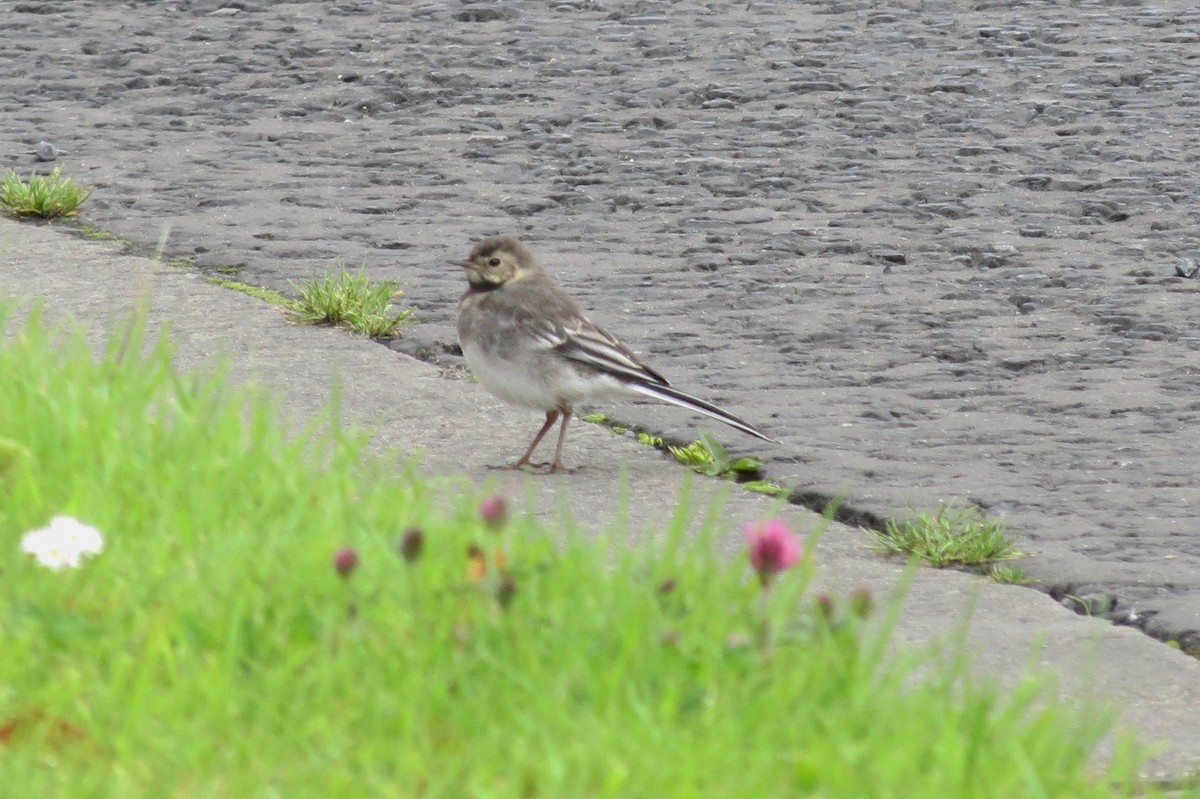 White Wagtail - ML194144781