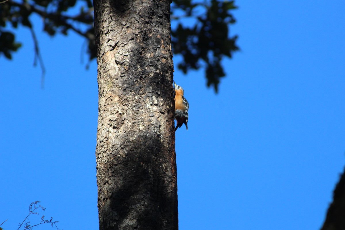 Rufous-bellied Woodpecker - ML194145471