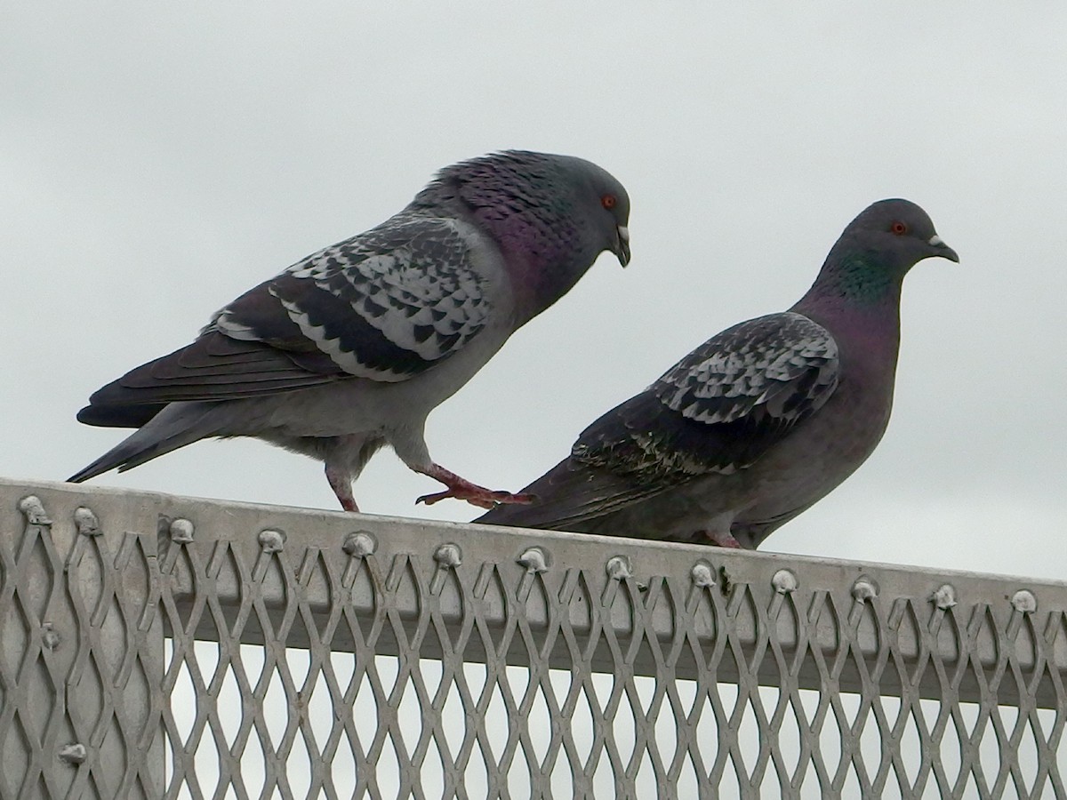 Rock Pigeon (Feral Pigeon) - ML194146001
