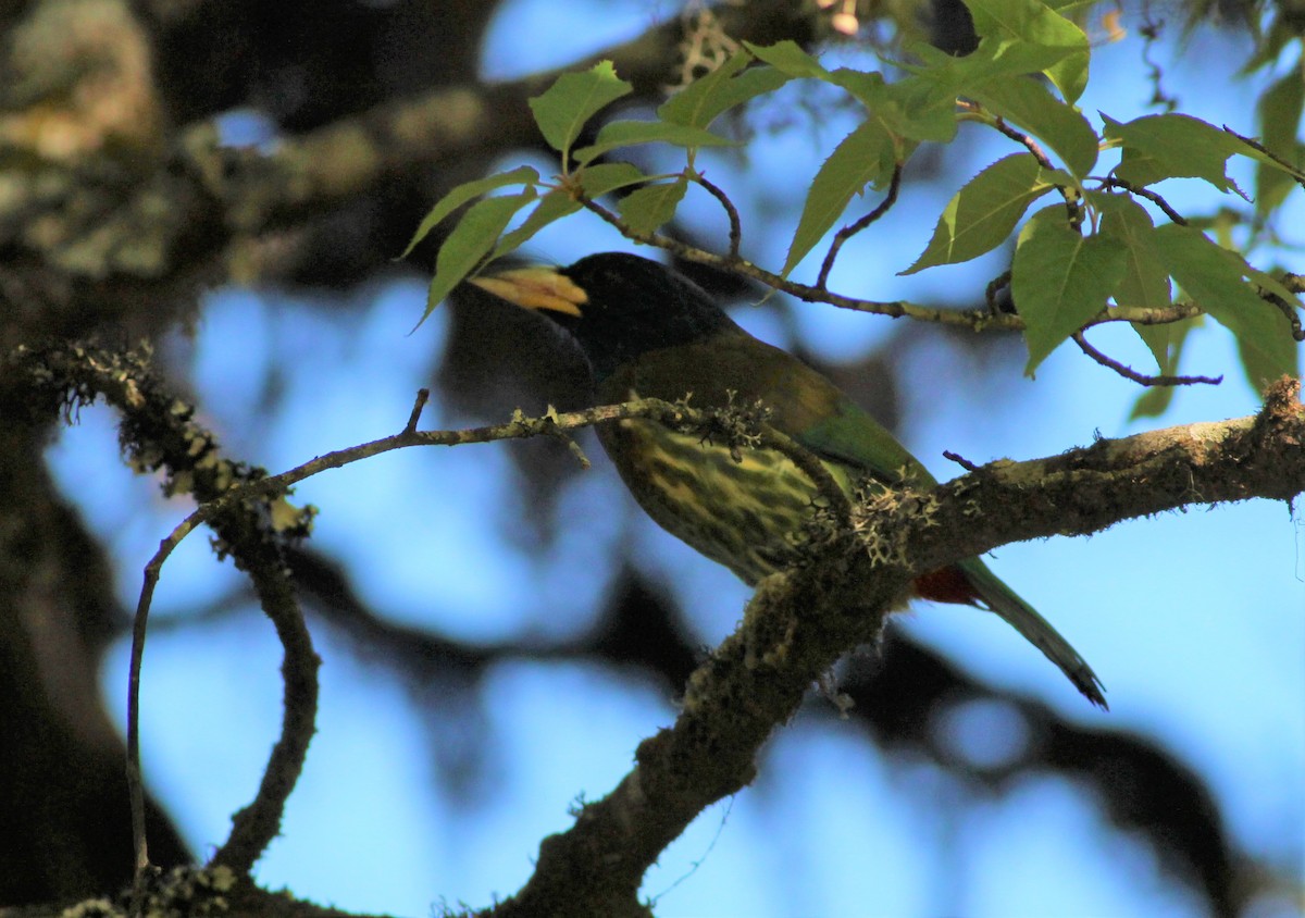 Heulbartvogel - ML194146961