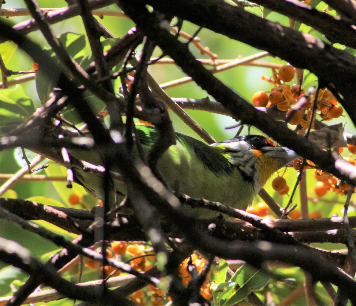 Golden-throated Barbet - ML194147281