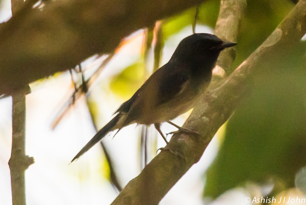 Hainan Blue Flycatcher - ML194148511