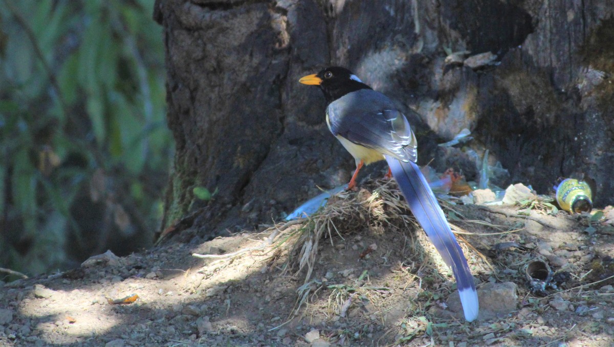 Yellow-billed Blue-Magpie - ML194148521