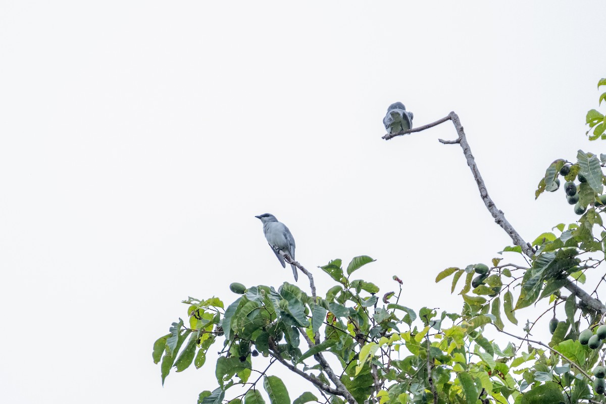 White-bellied Cuckooshrike - ML194152221