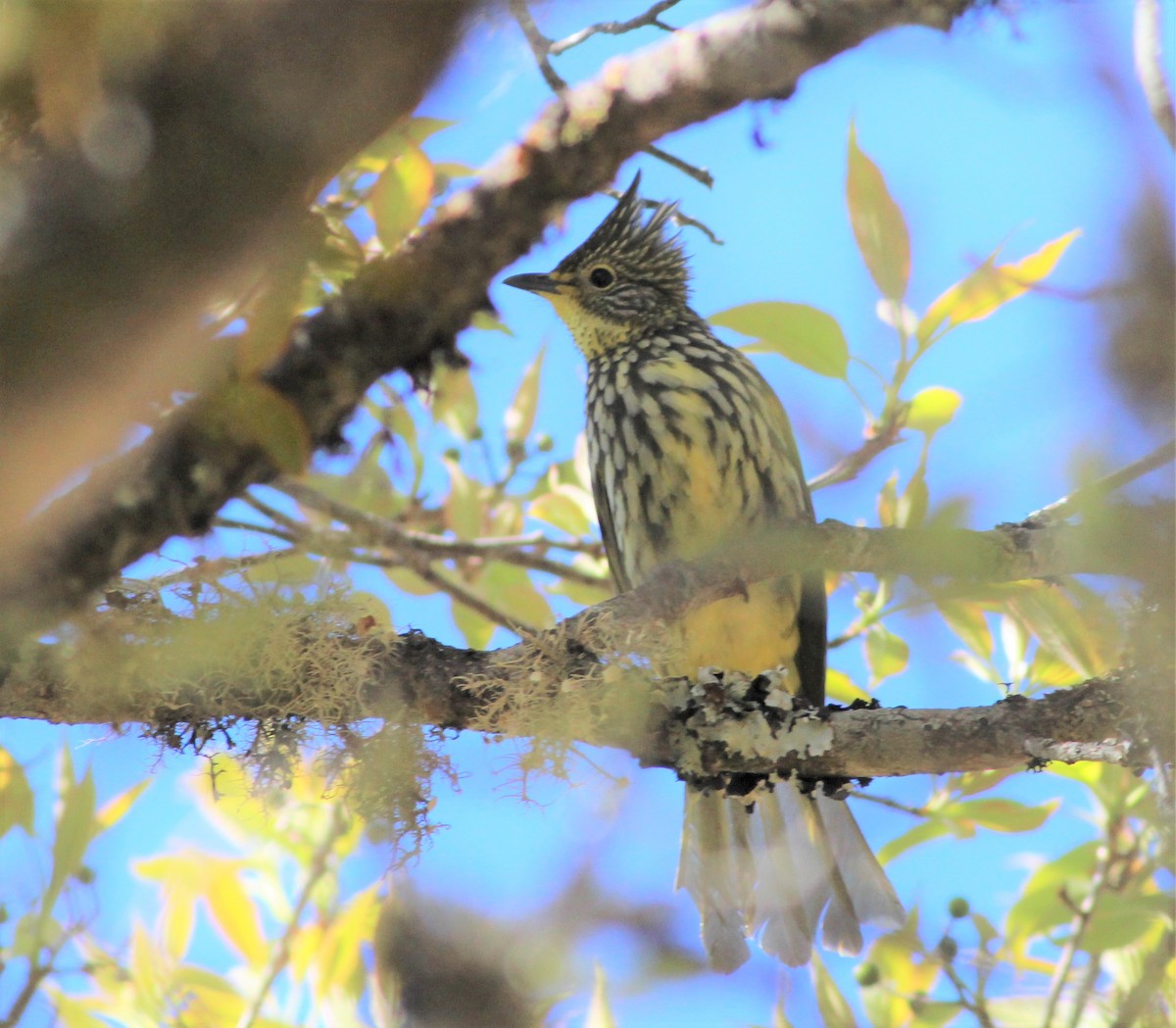 Striated Bulbul - ML194152371