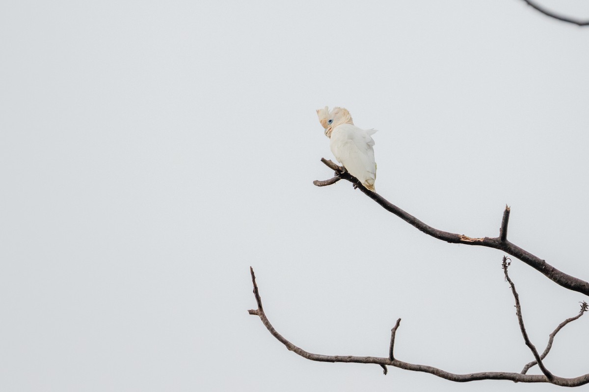 Ducorps's Cockatoo - ML194152391