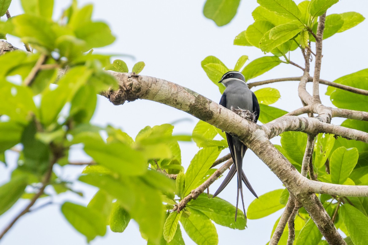 Moustached Treeswift - ML194153171