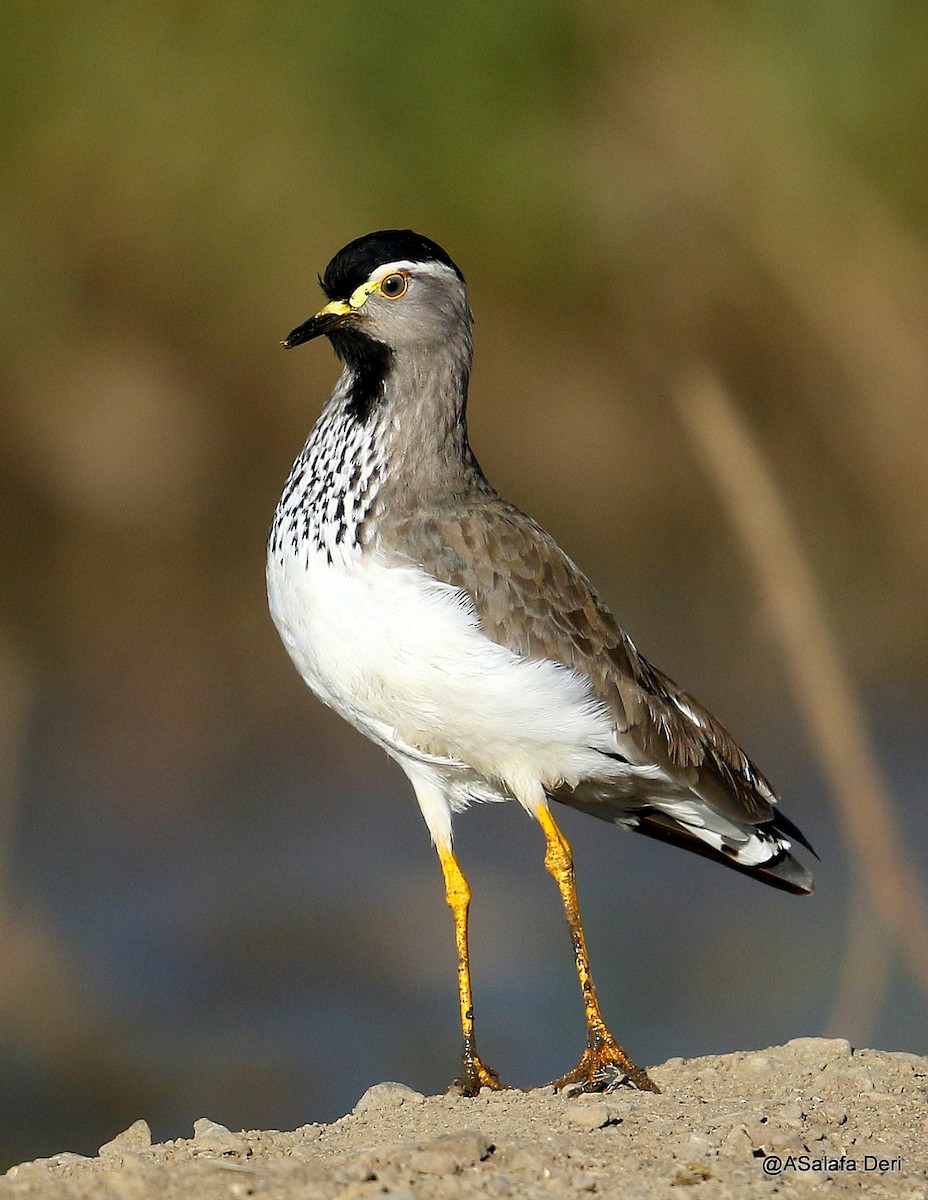 Spot-breasted Lapwing - ML194154981