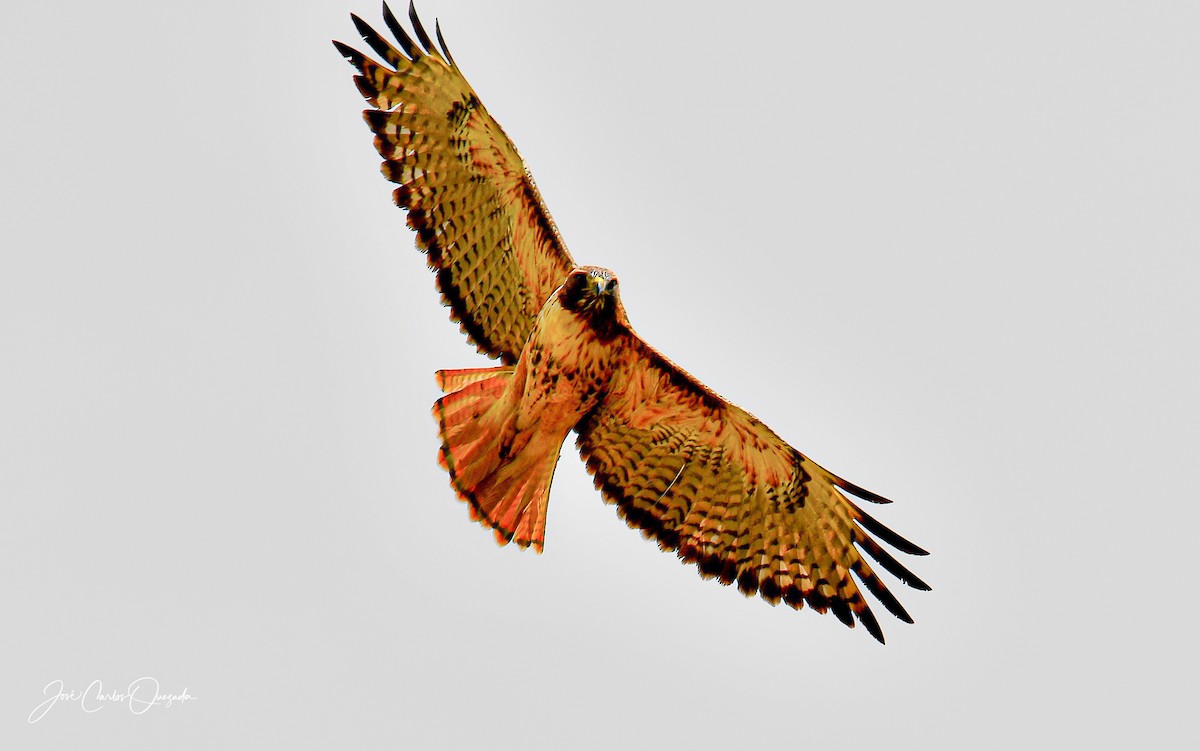 Red-tailed Hawk - ML194155831